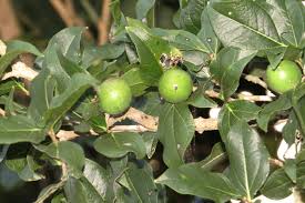 Clearing Nut Tree(Strychnos potatorum L.f.)